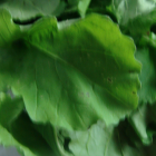 Roquette bio- Du Panier à l'Assiette Roquette bio- Du Panier à l'Assiette