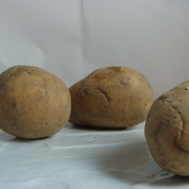 Pomme de terre bio- Du Panier à l'Assiette