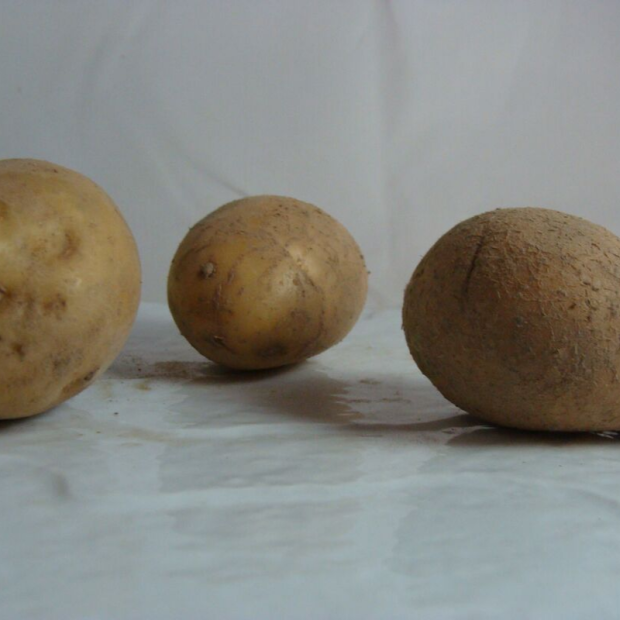 Pomme de terre bio- Du Panier à l'Assiette