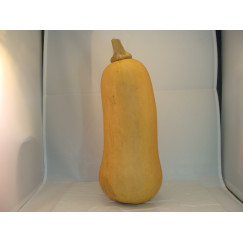 Butternut
