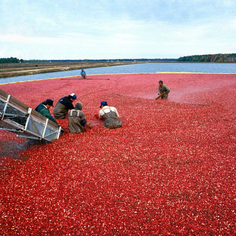 Cranberry Bio - Du Panier à l'Assiette Cranberry Bio - Du Panier à l'Assiette