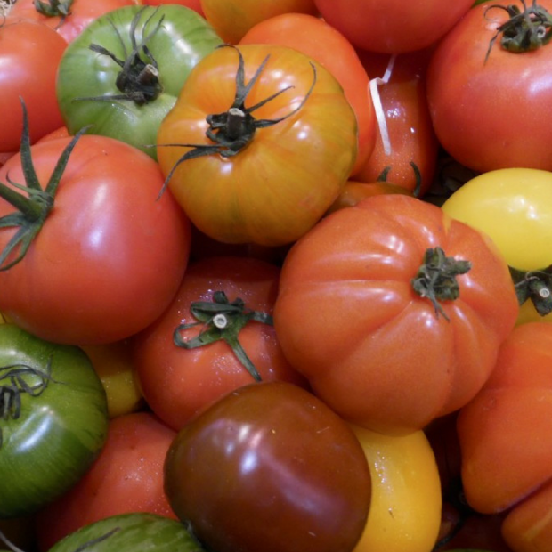 tomate bio- Du Panier &agrave; l'Assiette