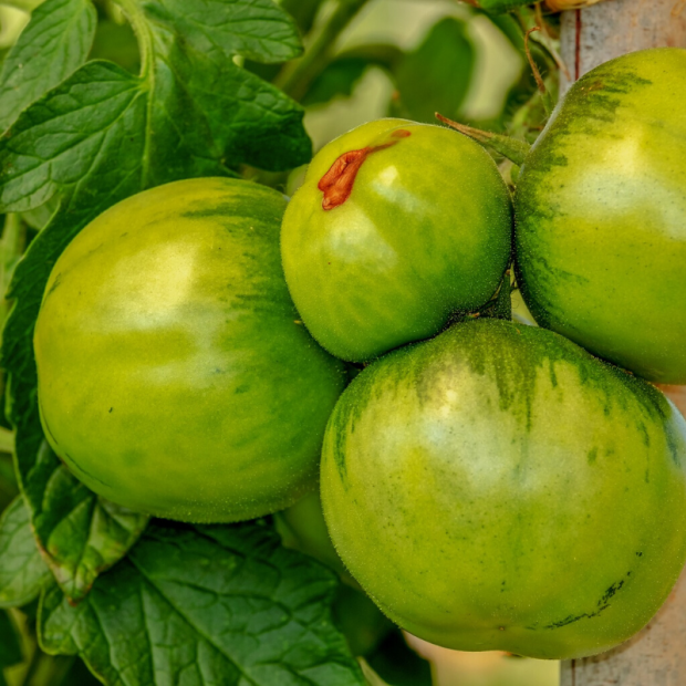 tomate bio- Du Panier &agrave; l'Assiette