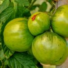 tomate bio- Du Panier &agrave; l'Assiette