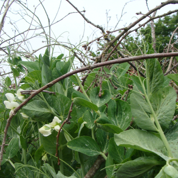 Petits Pois - Du Panier à l'Assiette