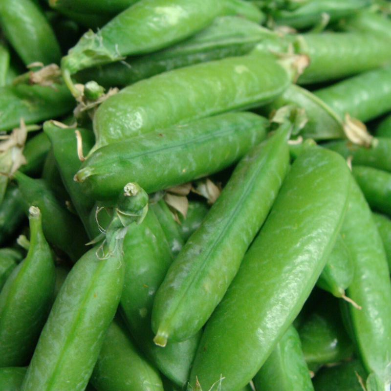 petit pois bio- Du Panier à l'Assiette petit pois bio- Du Panier à l'Assiette