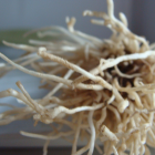 poireau bio- Du Panier à l'Assiette poireau bio- Du Panier à l'Assiette