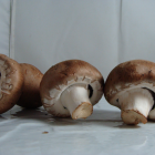 Champignon bio- Du Panier à l'Assiette Champignon bio- Du Panier à l'Assiette