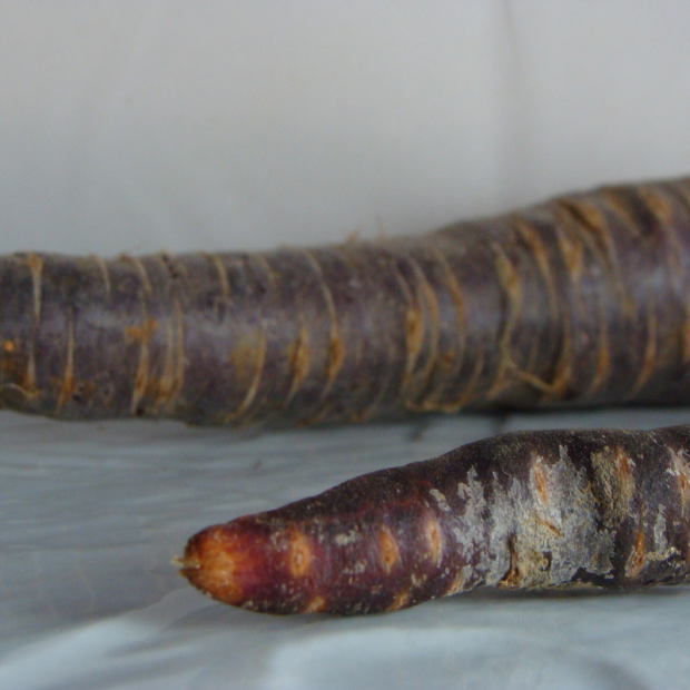 carotte non lavée bio- Du Panier à l'Assiette