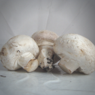 Champignon bio- Du Panier à l'Assiette