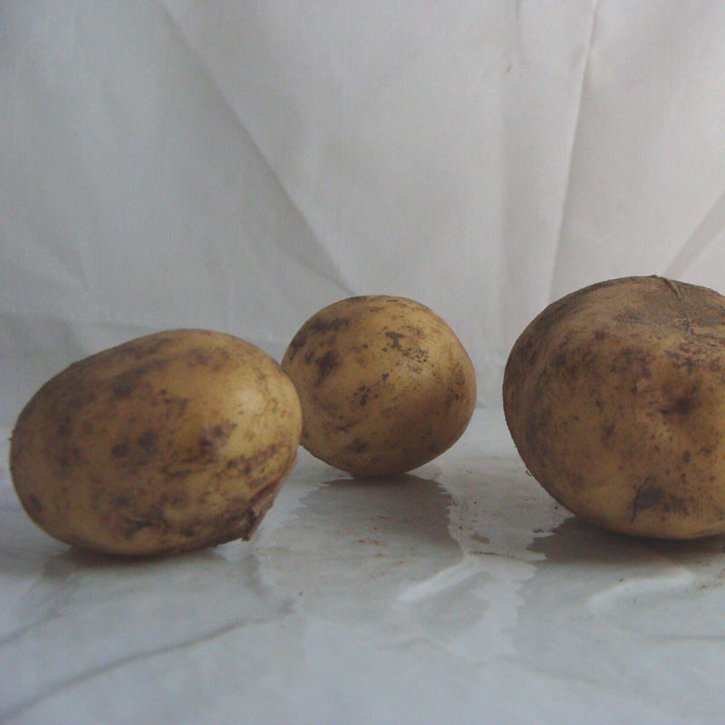 Pomme de terre bio- Du Panier &agrave; l'Assiette