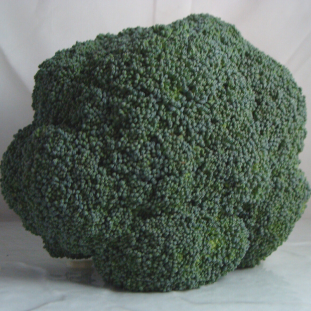chou brocoli breton bio- Du Panier à l'Assiette