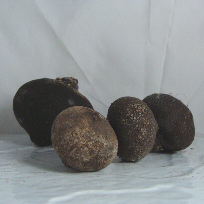 radis noir bio- Du Panier à l'Assiette