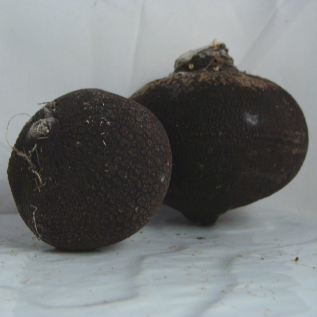 radis noir bio- Du Panier à l'Assiette