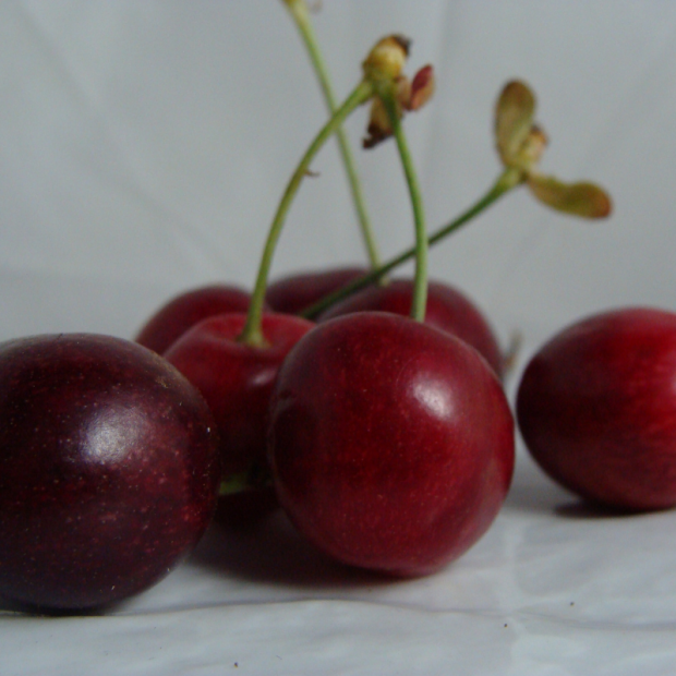 Cerise bio- Du Panier à l'Assiette
