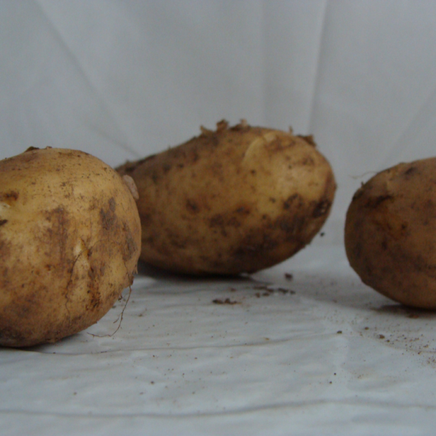 Pomme de terre bio- Du Panier &agrave; l'Assiette