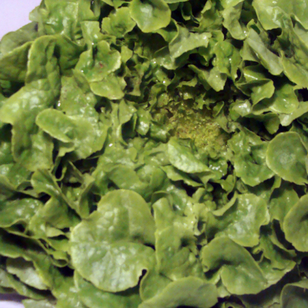 Feuille de ch&ecirc;ne verte bio- Du Panier &agrave; l'Assiette