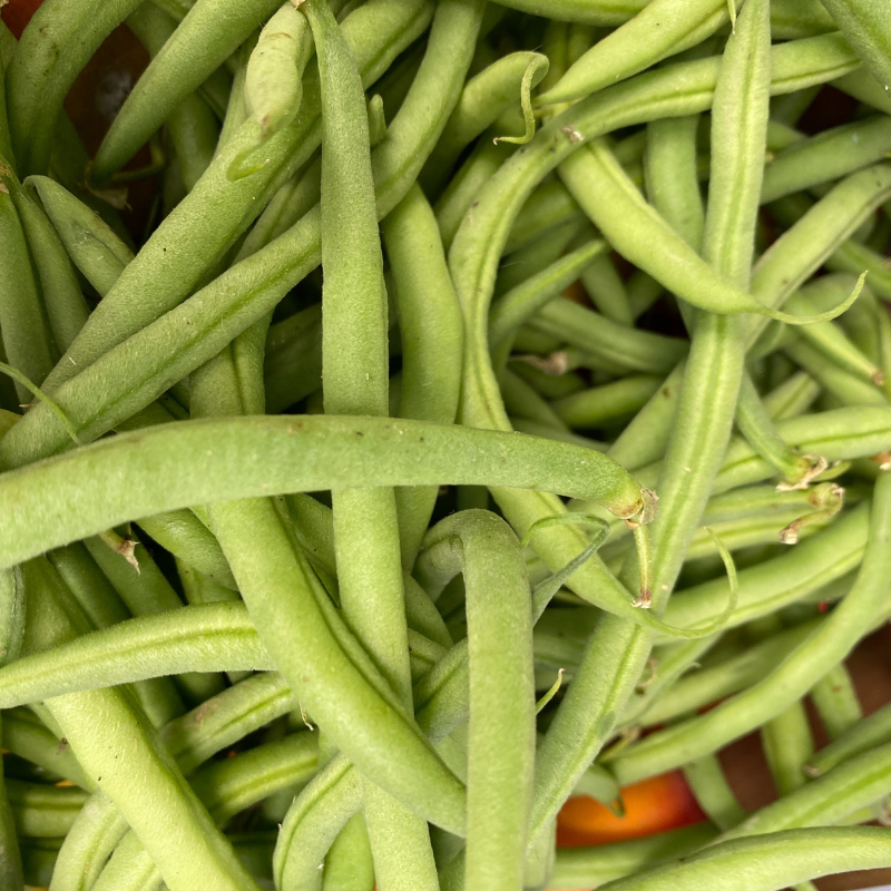 haricot vert bio- Du Panier &agrave; l'Assiette