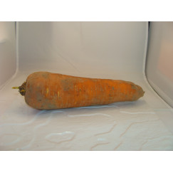 Carotte non Lavée x 500G