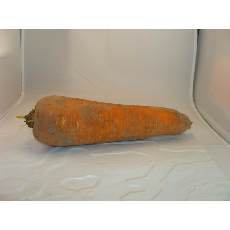 carotte lavée bio- Du Panier à l'Assiette carotte lavée bio- Du Panier à l'Assiette