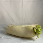 radis Daïkon bio- Du Panier à l'Assiette