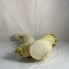 radis Daïkon bio- Du Panier à l'Assiette radis Daïkon bio- Du Panier à l'Assiette