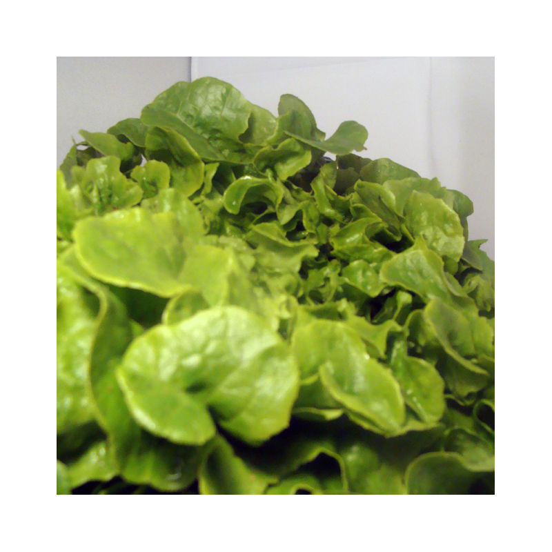 Batavia verte bio- Du Panier à l'Assiette Batavia verte bio- Du Panier à l'Assiette