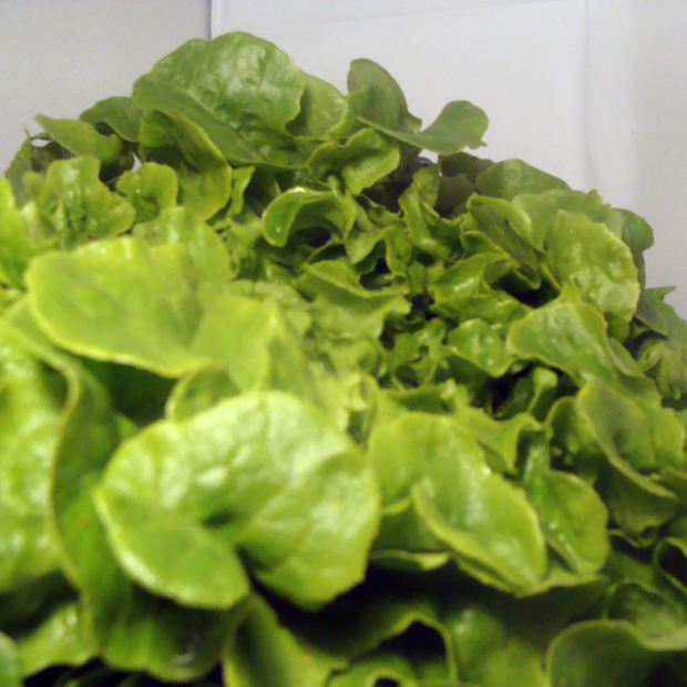 Batavia verte bio- Du Panier &agrave; l'Assiette