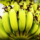 Banane Bio - Du Panier &agrave; l'Assiette