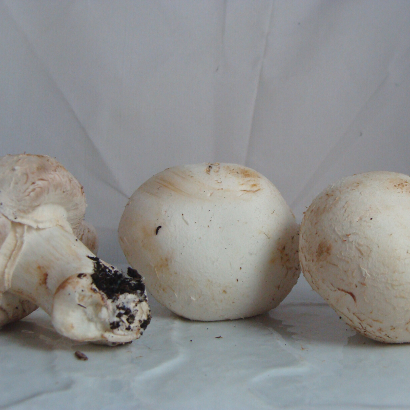 Champignon bio- Du Panier à l'Assiette Champignon bio- Du Panier à l'Assiette