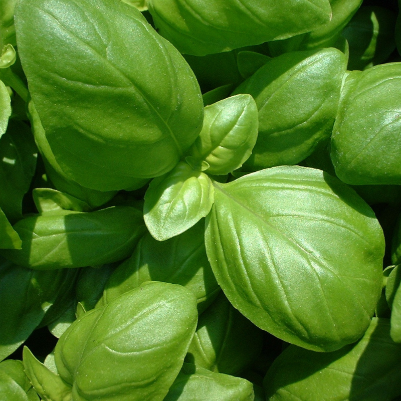 Basilic bio- Du Panier à l'Assiette