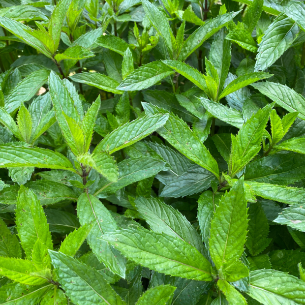 Menthe bio- Du Panier &agrave; l'Assiette