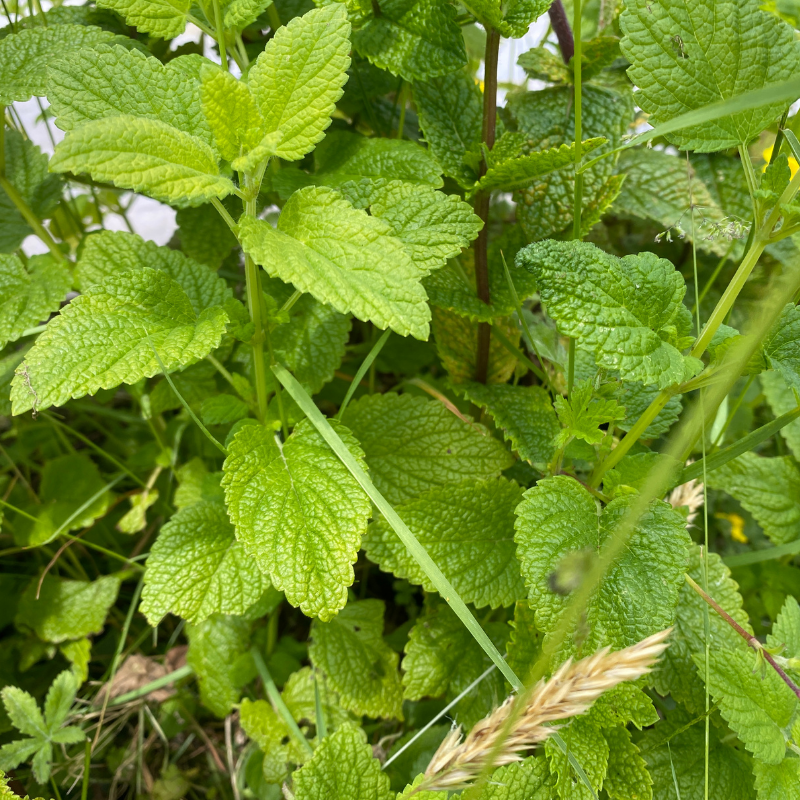 Menthe bio- Du Panier à l'Assiette Menthe bio- Du Panier à l'Assiette