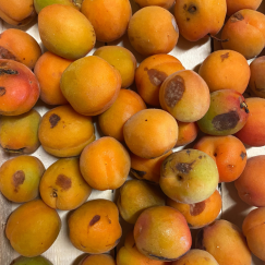Abricot à Confiture x 3 kg