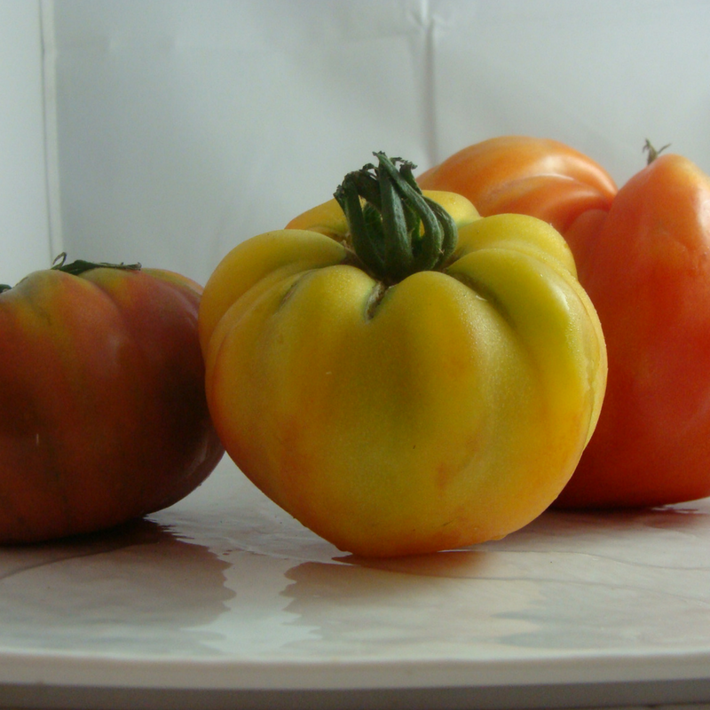 tomate bio- Du Panier à l'Assiette tomate bio- Du Panier à l'Assiette