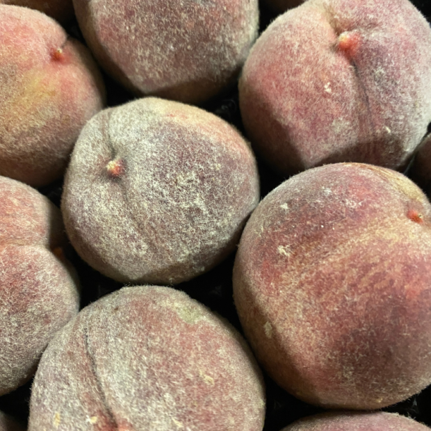 Pêche Bio - Du Panier à l'Assiette