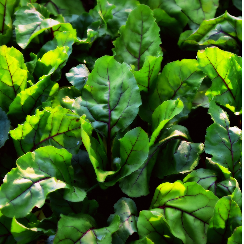 Betterave cuite bio- Du Panier à l'Assiette