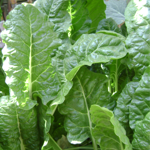 épinard bio- Du Panier à l'Assiette