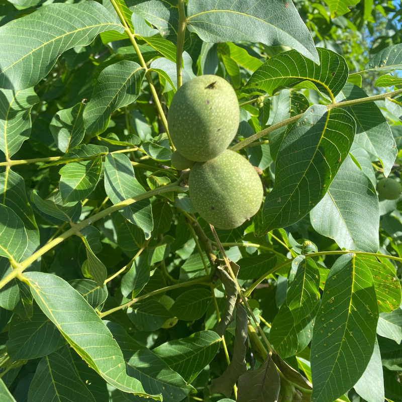 Noix coque bio- Du Panier à l'Assiette Noix coque bio- Du Panier à l'Assiette