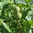 Noix coque bio- Du Panier à l'Assiette Noix coque bio- Du Panier à l'Assiette