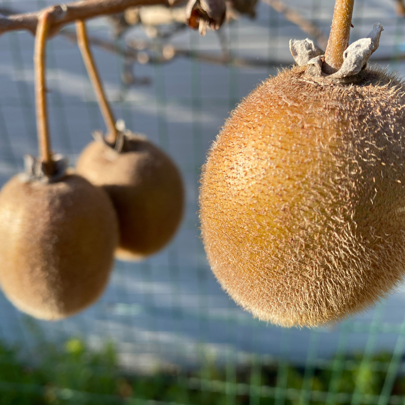 Kiwi Bio - Du Panier à l'Assiette