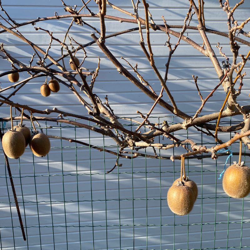 Kiwi Bio - Du Panier à l'Assiette