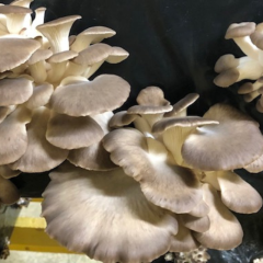 Champignon Pleurote x 200g