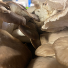 Champignon bio- Du Panier &agrave; l'Assiette