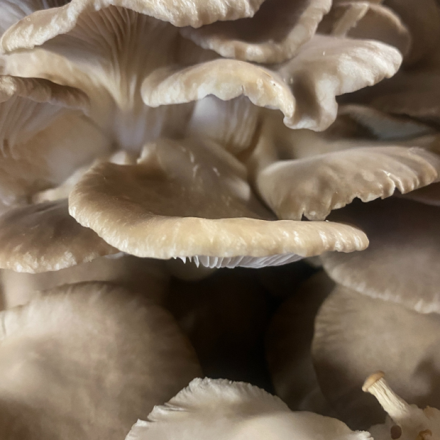 Champignon bio- Du Panier &agrave; l'Assiette