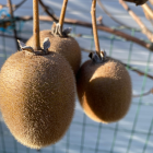 Kiwi Bio - Du Panier &agrave; l'Assiette