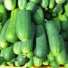 concombre bio- Du Panier &agrave; l'Assiette