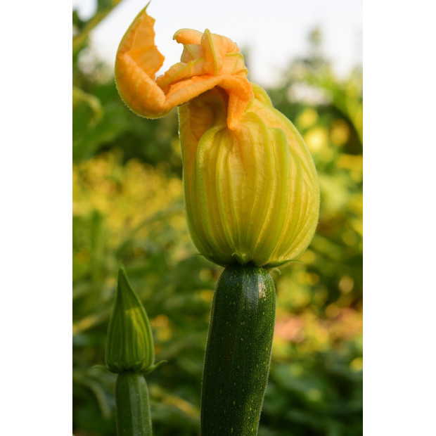 courgette bio- Du Panier &agrave; l'Assiette