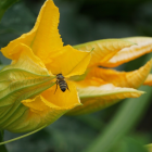 courgette bio- Du Panier &agrave; l'Assiette