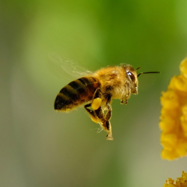 Miel - Du Panier à l'Assiette
